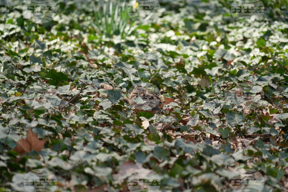 New York American Woodcock