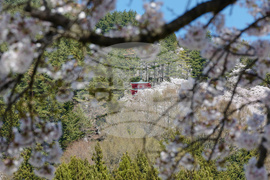 Japan Mount Fuji Cherry Blossom Woes