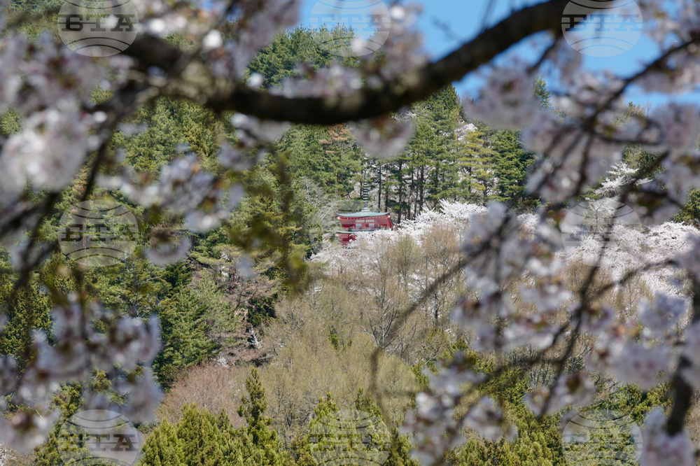 Japan Mount Fuji Cherry Blossom Woes