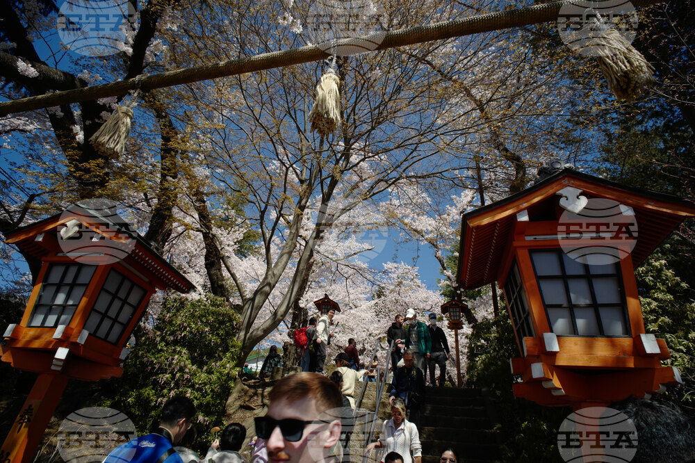 Japan Mount Fuji Cherry Blossom Woes