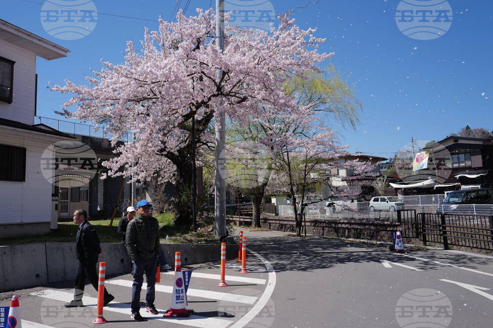 Japan Mount Fuji Cherry Blossom Woes