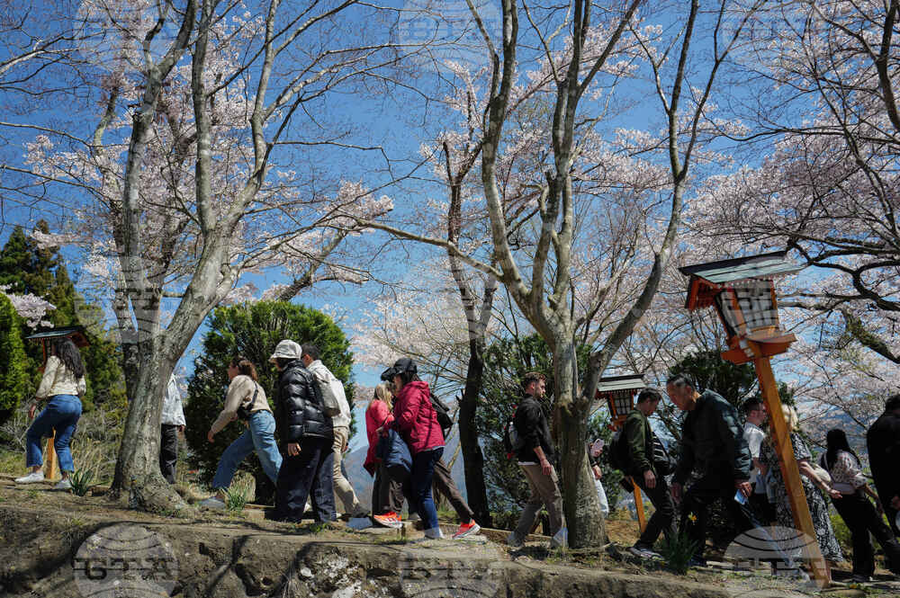 Japan Mount Fuji Cherry Blossom Woes