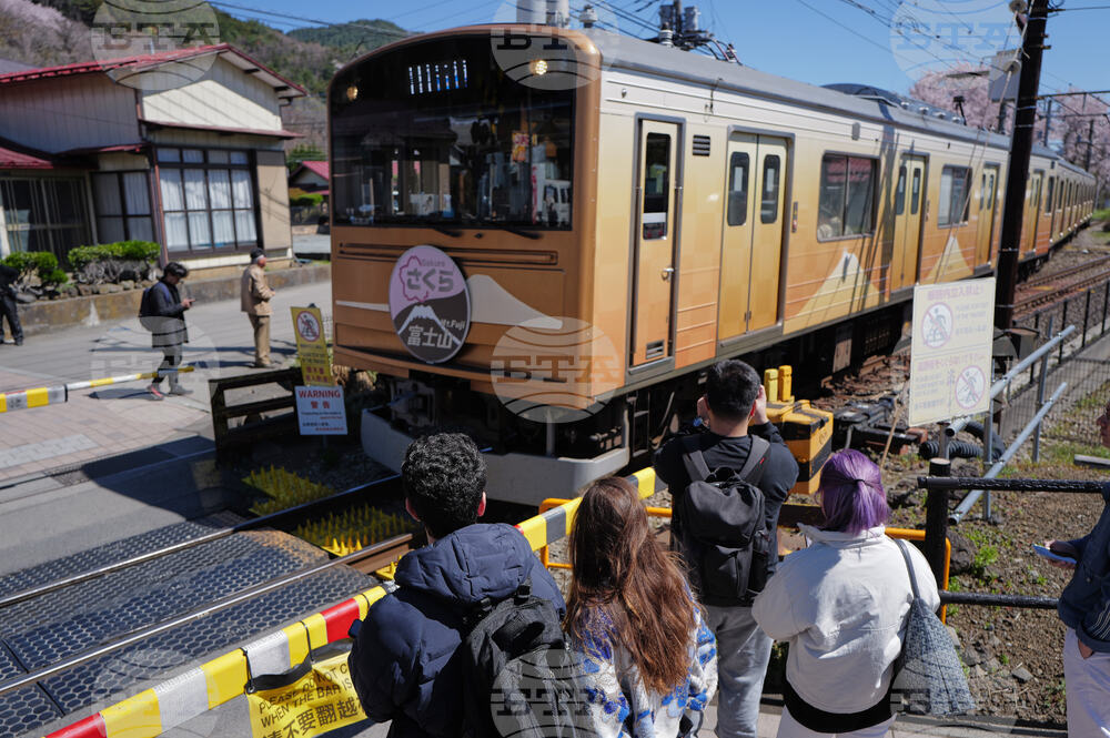 Japan Mount Fuji Cherry Blossom Woes