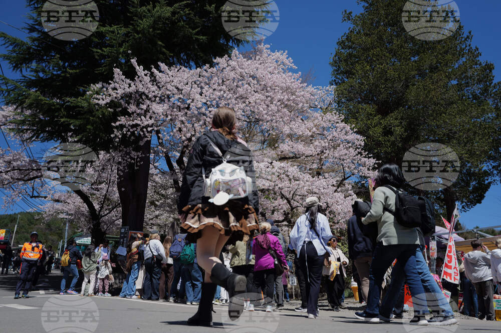 Japan Mount Fuji Cherry Blossom Woes