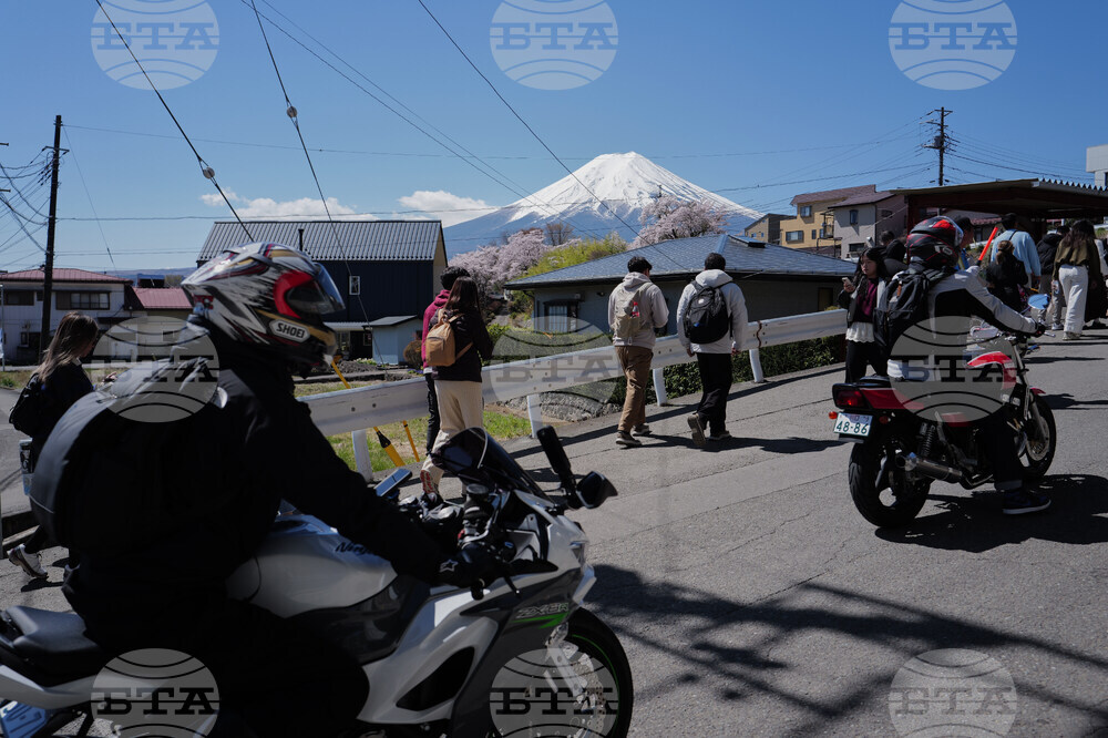 Japan Mount Fuji Cherry Blossom Woes