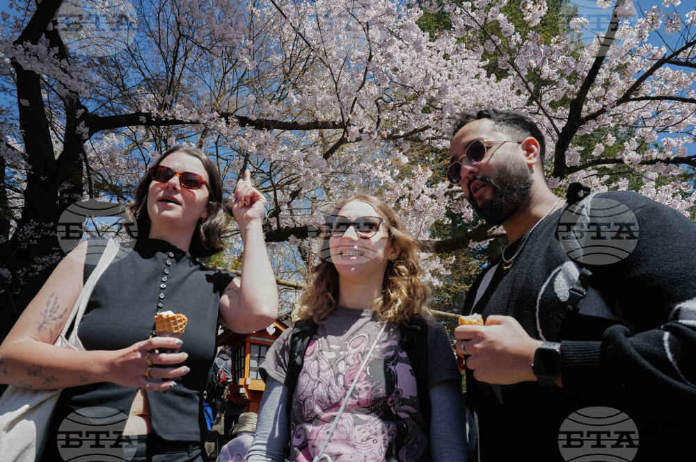 Japan Mount Fuji Cherry Blossom Woes