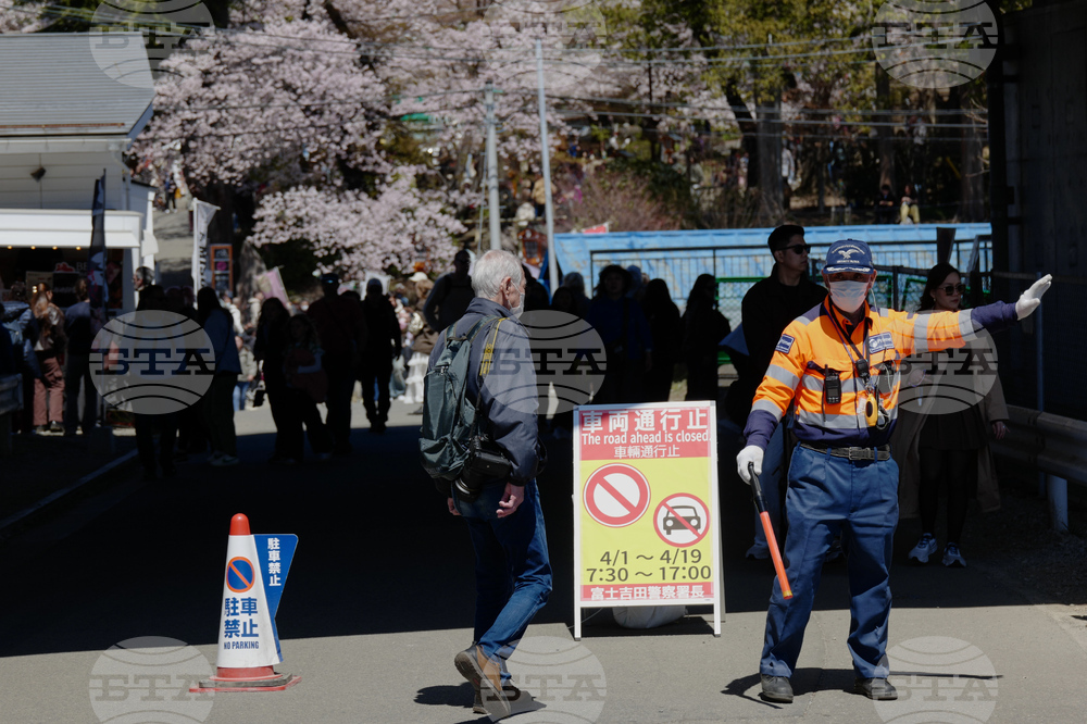 Japan Mount Fuji Cherry Blossom Woes