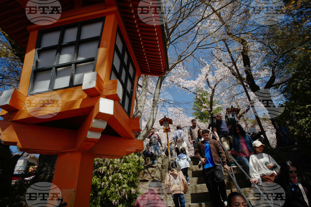 Japan Mount Fuji Cherry Blossom Woes