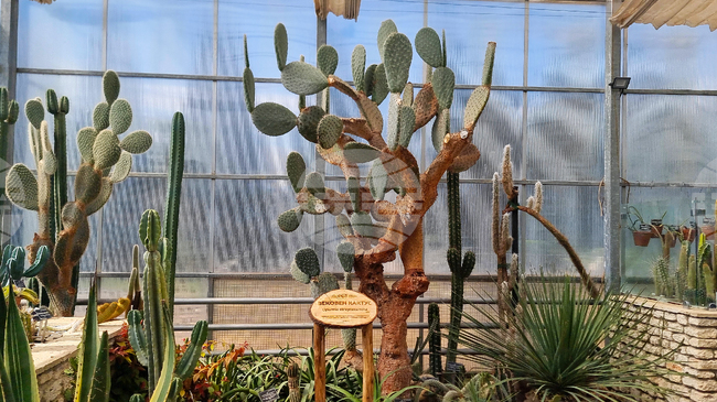 Нов проект с „музика от растения“ подготвят в Университетската ботаническа градина – Балчик