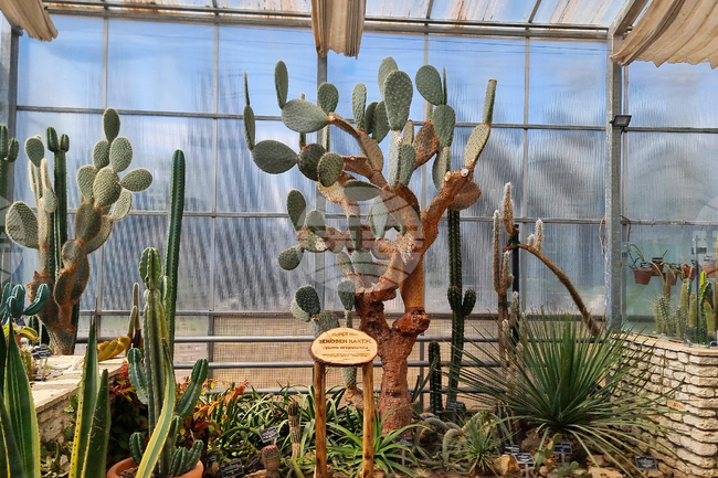 Балчик - Ботаническа градина - нов проект