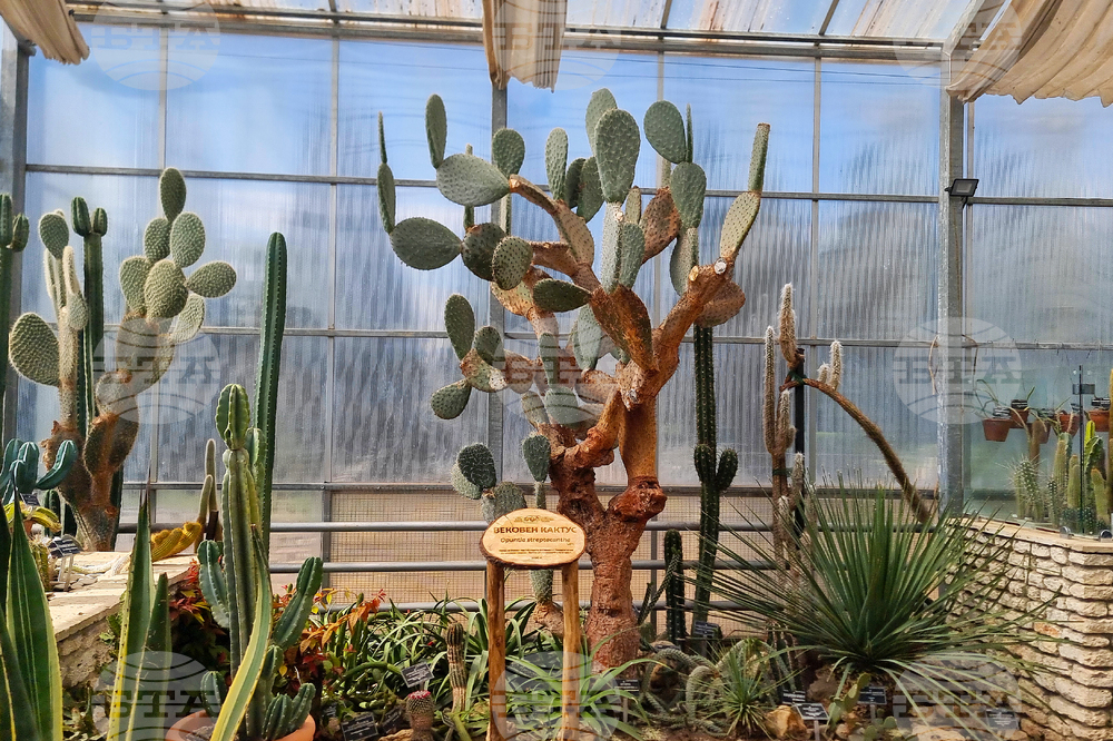 Балчик - Ботаническа градина - нов проект