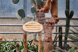 Балчик - Ботаническа градина - нов проект