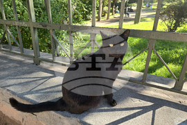 Гърция - Атина - бездомни котки