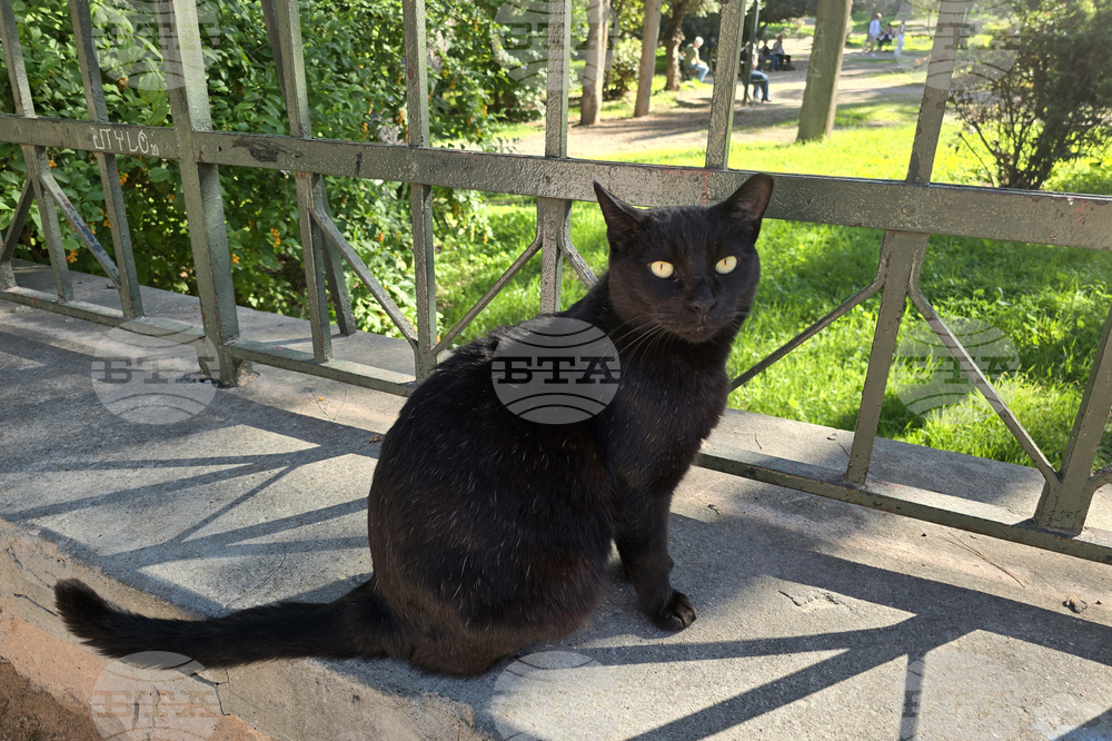 Гърция - Атина - бездомни котки