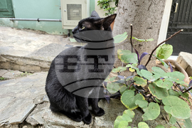 Гърция - Атина - бездомни котки