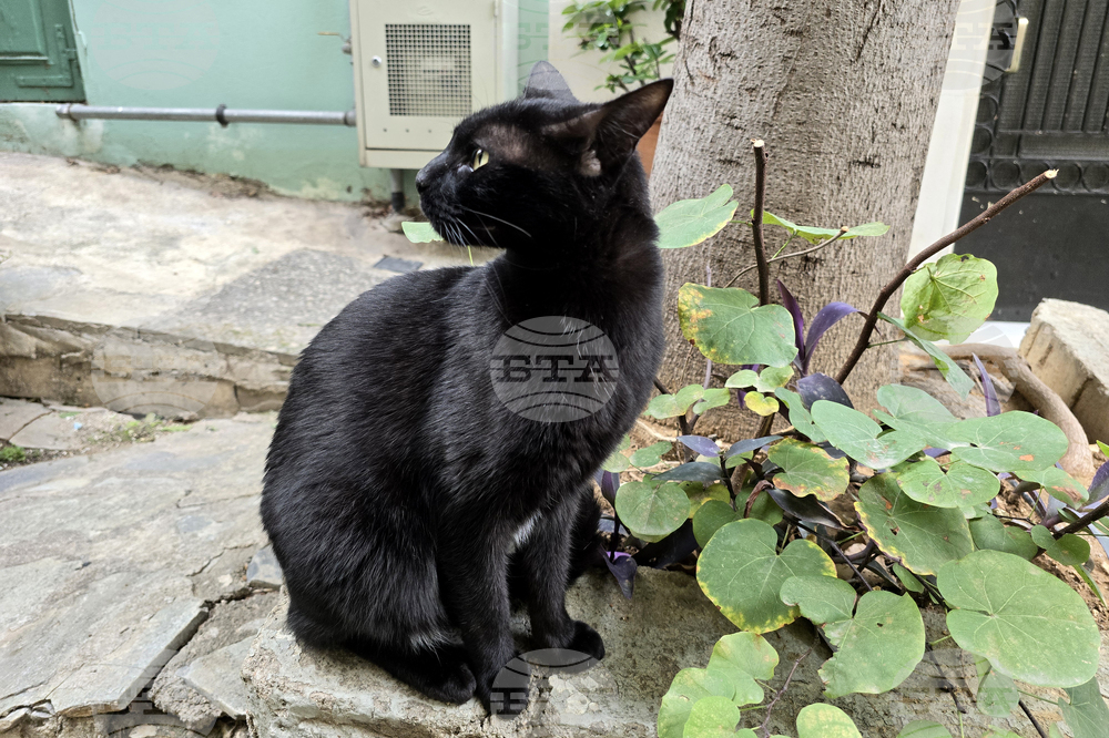 Гърция - Атина - бездомни котки