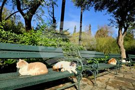 Гърция - Атина - бездомни котки