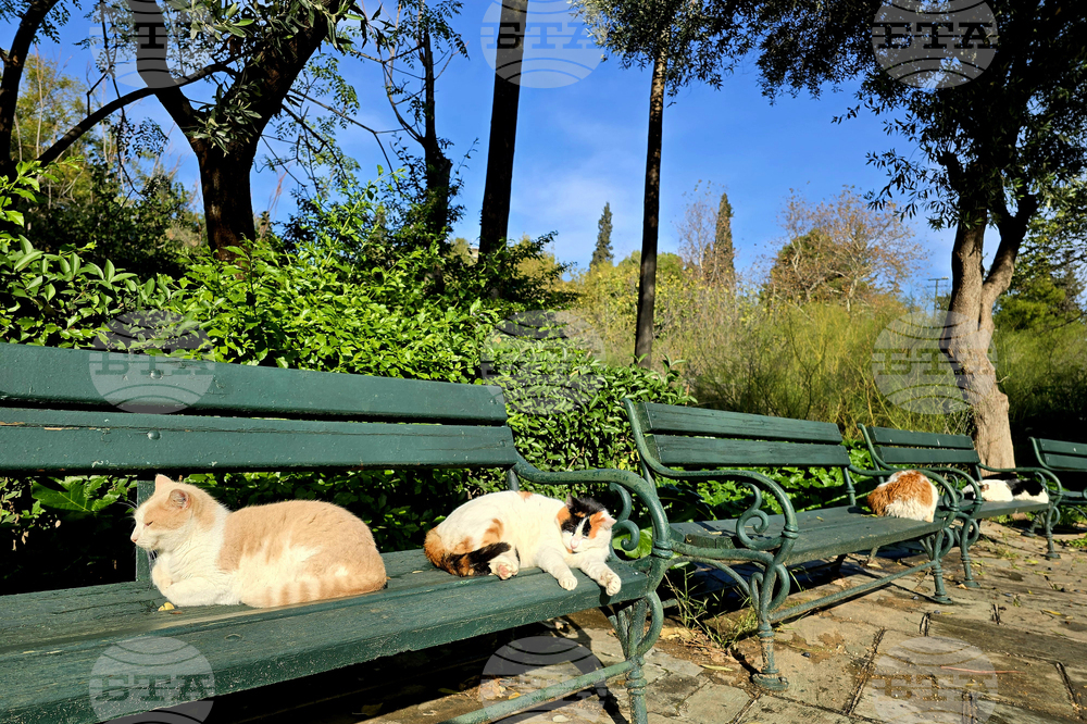 Гърция - Атина - бездомни котки