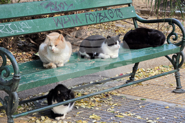 Гърция - Атина - бездомни котки