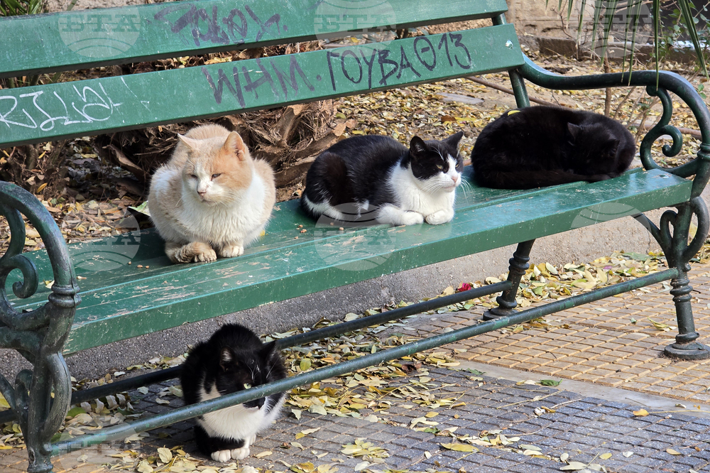 Гърция - Атина - бездомни котки