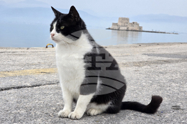 Гърция - Атина - бездомни котки