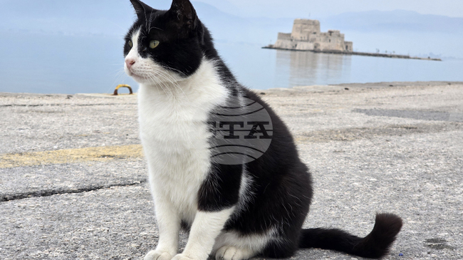 В Гърция живеят около три милиона бездомни котки, показва проучване на природозащитна организация