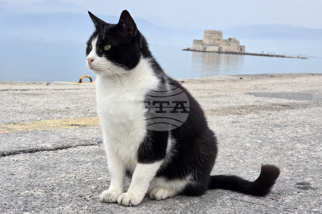 Гърция - Атина - бездомни котки