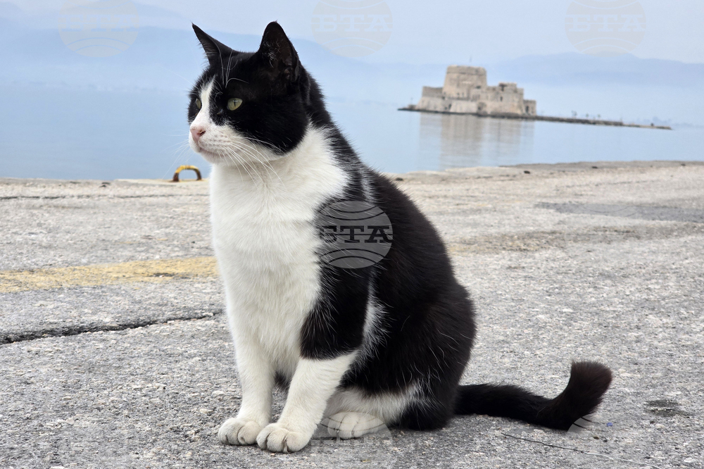 Гърция - Атина - бездомни котки