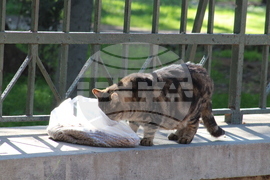 Гърция - Атина - бездомни котки