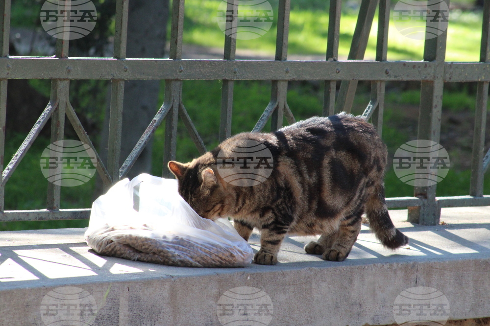 Гърция - Атина - бездомни котки