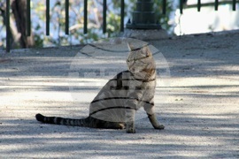 Гърция - Атина - бездомни котки