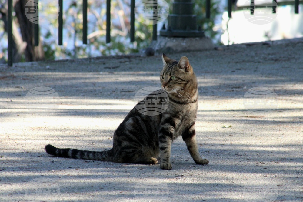 Гърция - Атина - бездомни котки