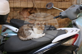 Гърция - Атина - бездомни котки