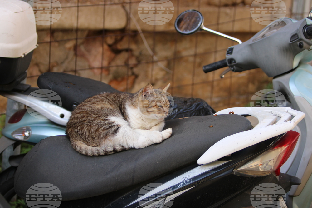Гърция - Атина - бездомни котки