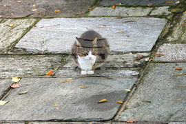 Гърция - Атина - бездомни котки
