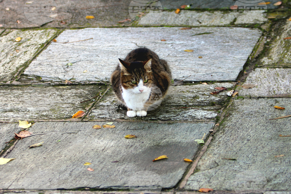 Гърция - Атина - бездомни котки