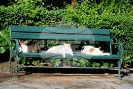 Гърция - Атина - бездомни котки