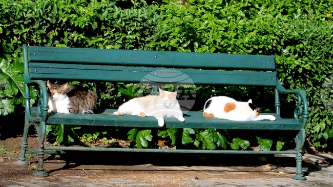 Weather in July: Lows from 10C to 15C, Highs from 38C to 43C