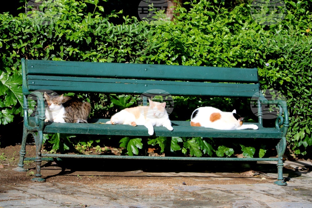 Гърция - Атина - бездомни котки