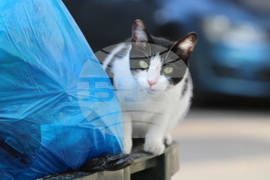 Гърция - Атина - бездомни котки