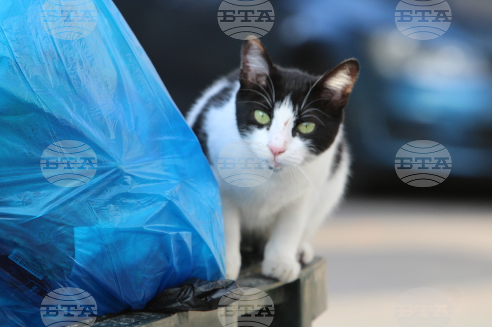 Гърция - Атина - бездомни котки