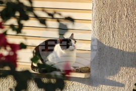 Гърция - Атина - бездомни котки