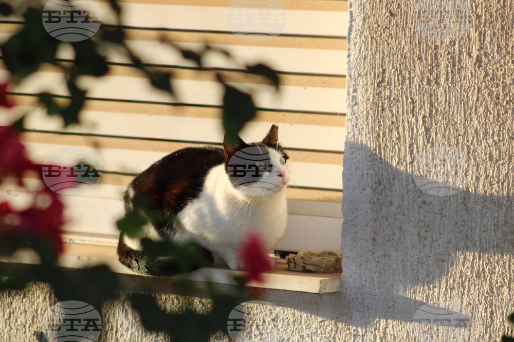 Гърция - Атина - бездомни котки