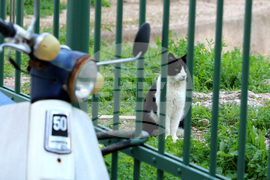 Гърция - Атина - бездомни котки