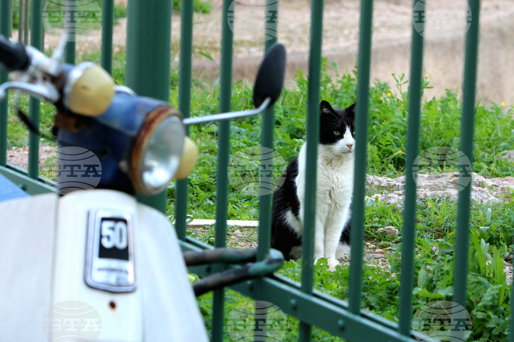 Гърция - Атина - бездомни котки