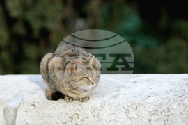 Гърция - Атина - бездомни котки