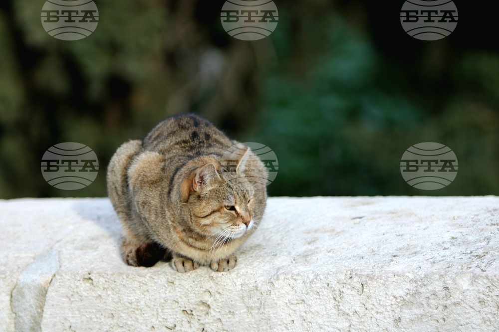 Гърция - Атина - бездомни котки