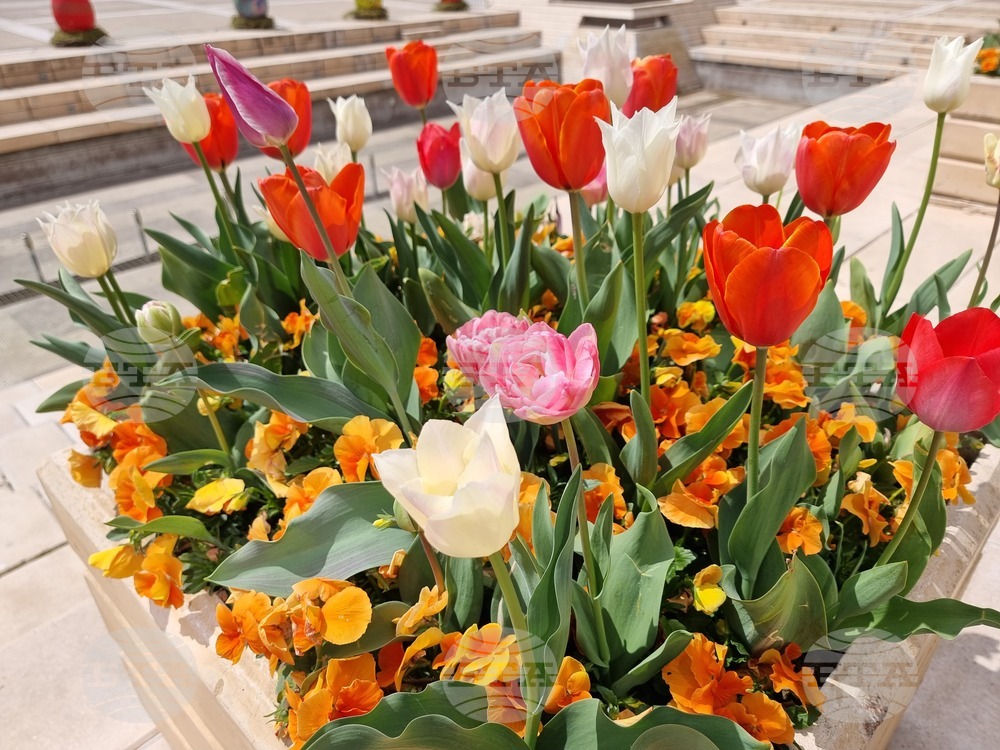 Ямбол - великденска украса