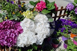 Враца - флорални фигури