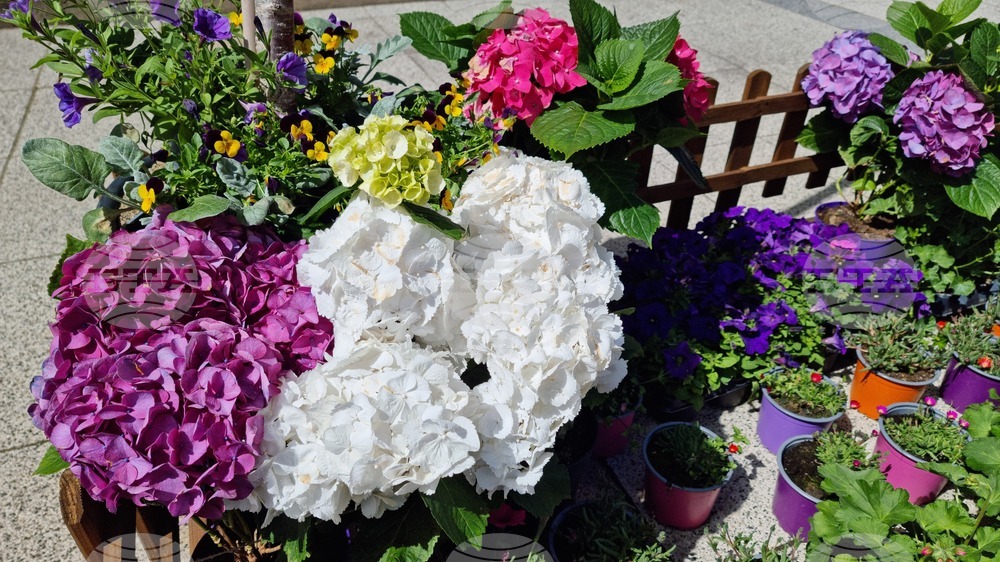 Враца - флорални фигури